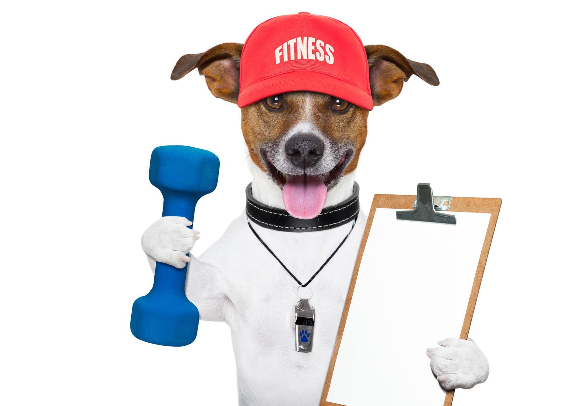 sporting-dog-9.jpg