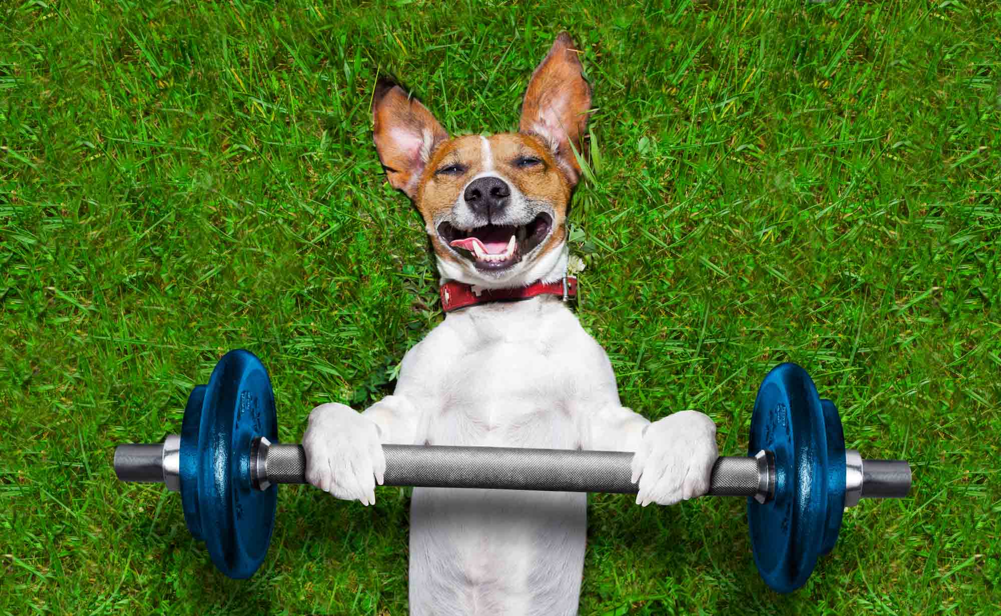 sporting dog-5.jpg