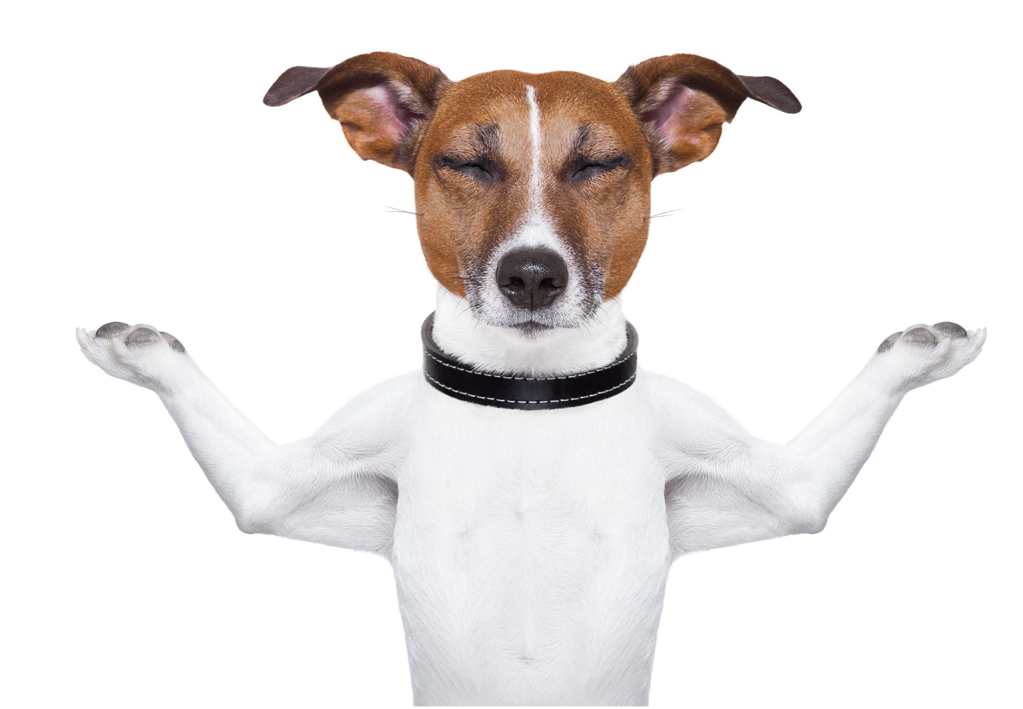 sporting-dog-4.jpg