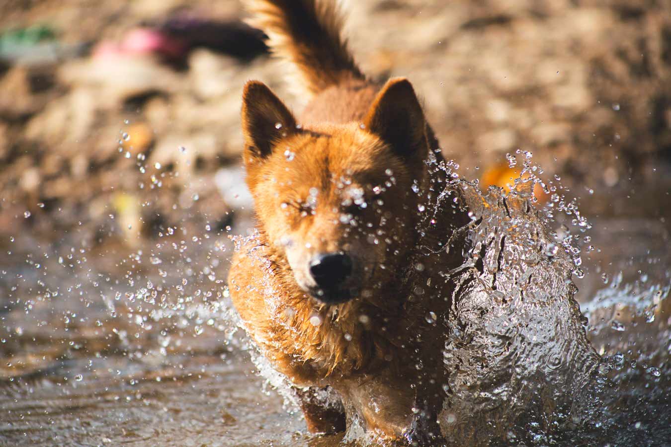 dog3.jpg
