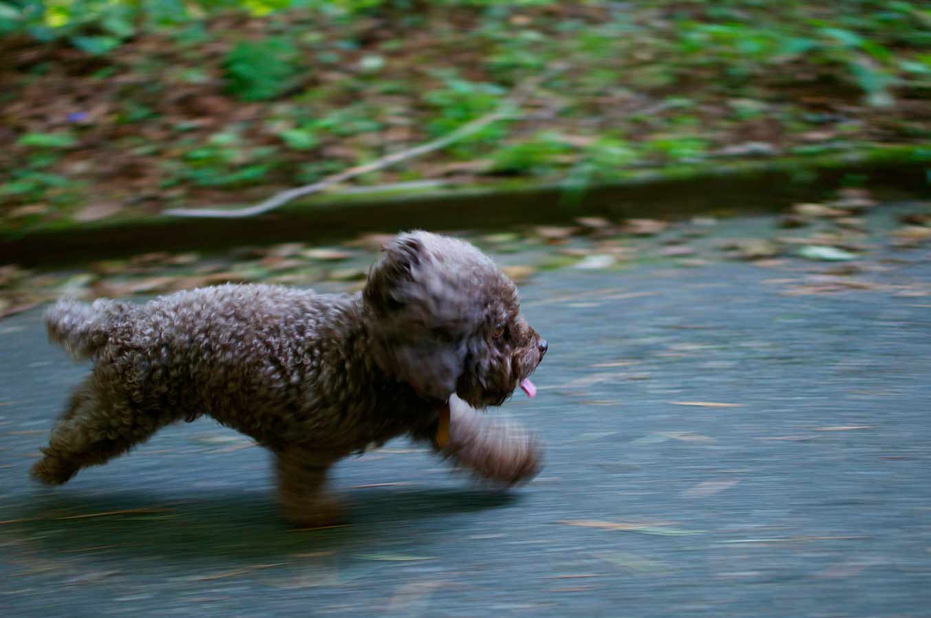 dog5.jpg
