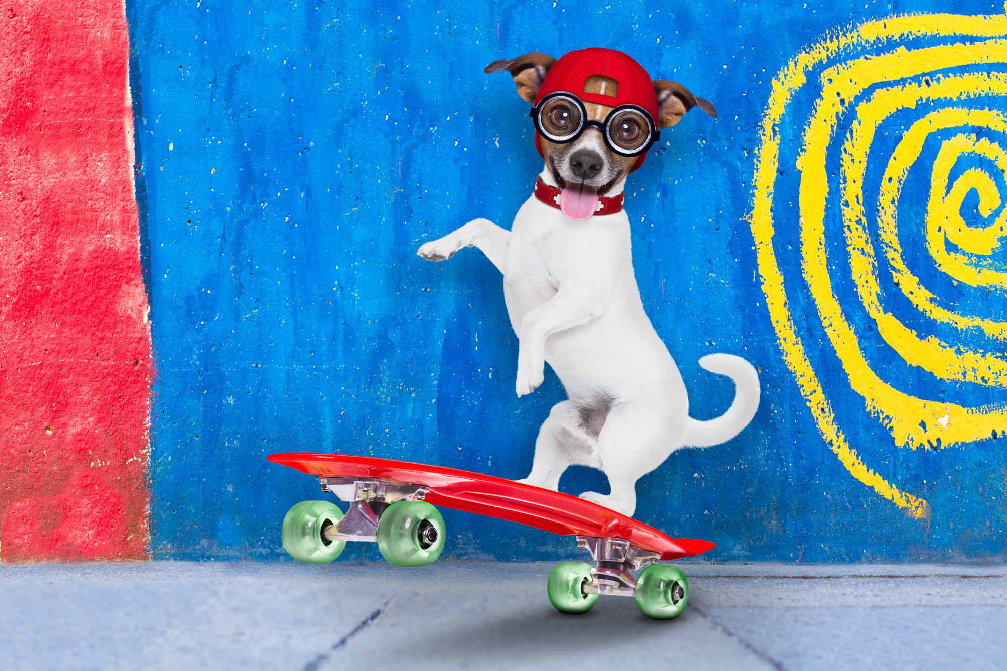 sporting dog-7.jpg