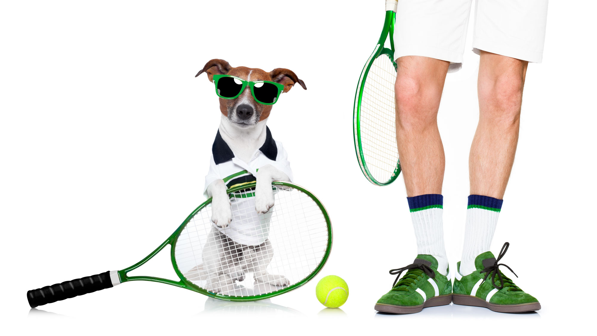 sporting dog.jpg