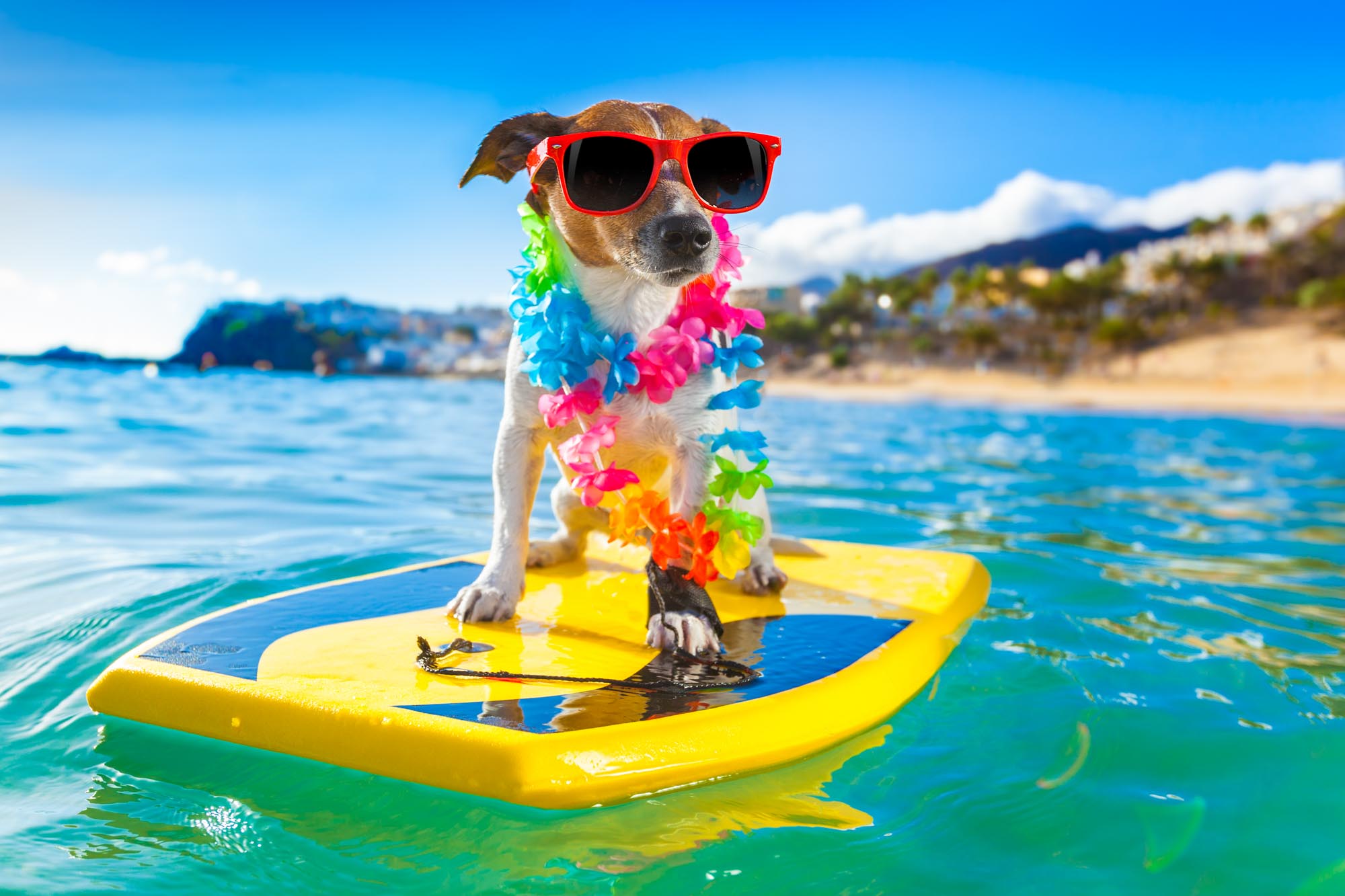 sporting dog-10.jpg
