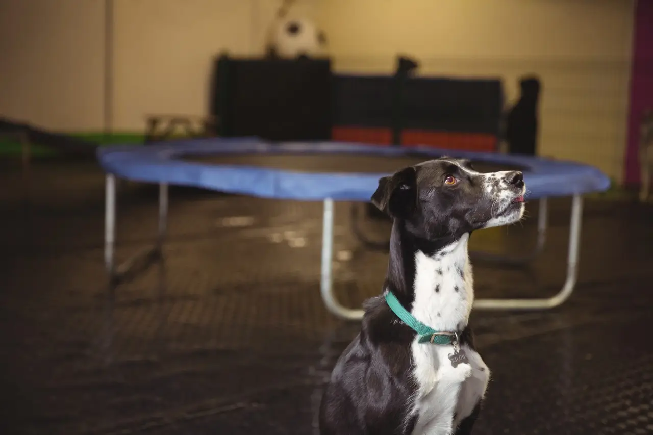 Пес в ошейнике смотрит вверх на фоне батута