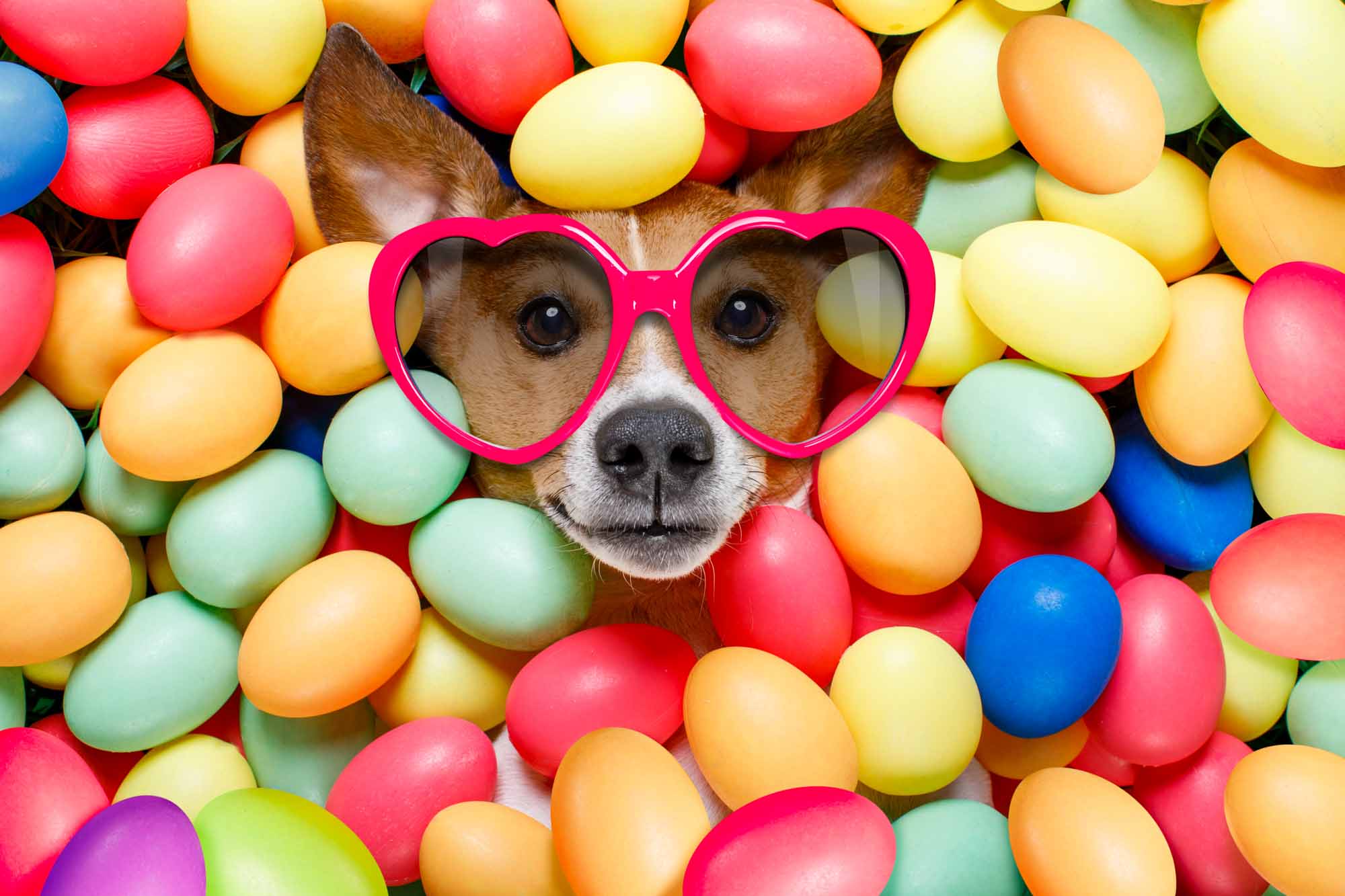 sporting dog-12.jpg