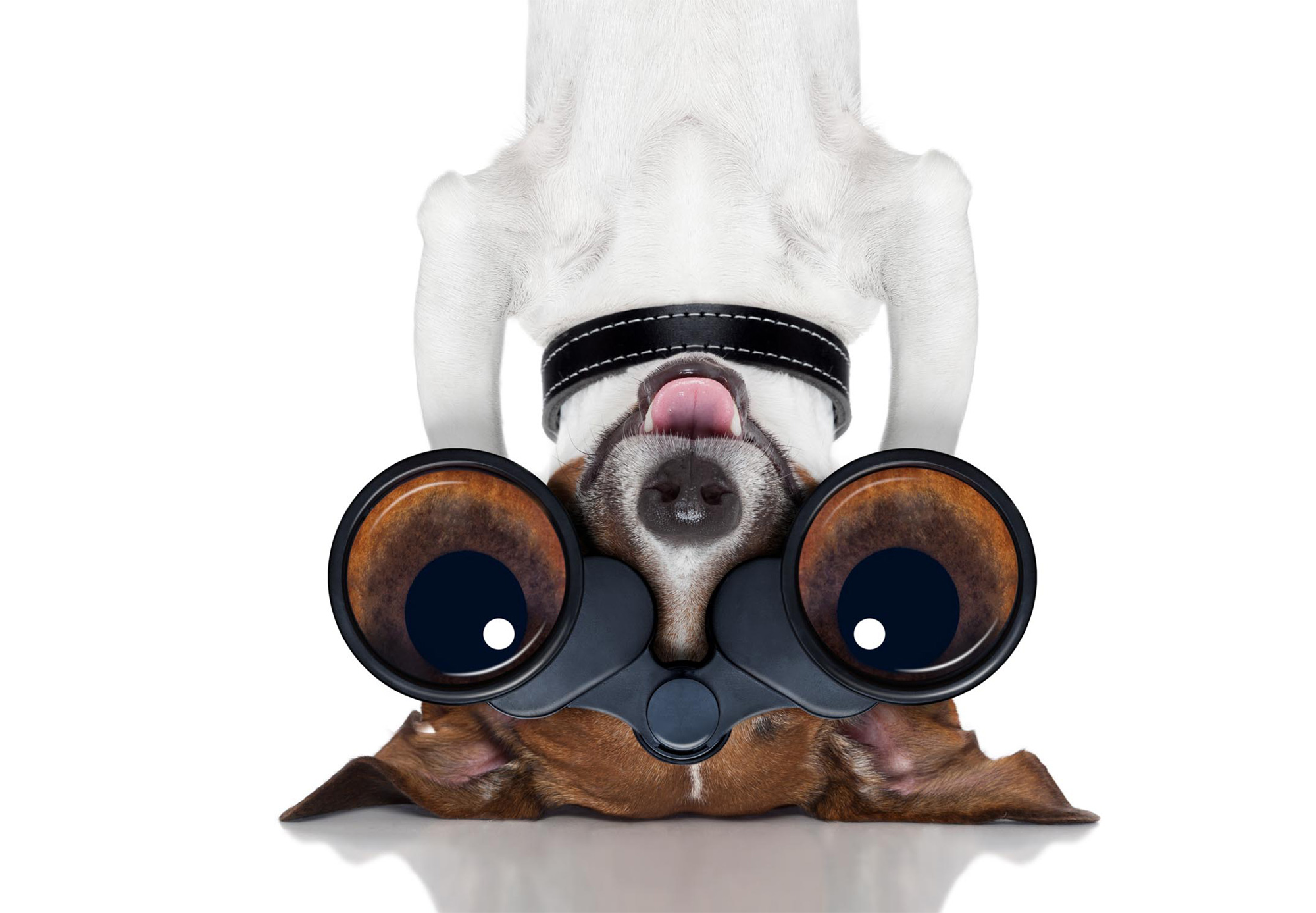 sporting-dog-3.jpg